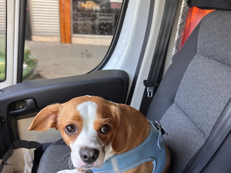 Emniyet kayışı takılı bir köpek, pet taksi aracının koltuğunda oturuyor