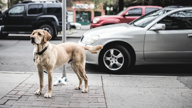 Kaldırımda, park etmiş araçların yanında tasmalı bekleyen bir labrador